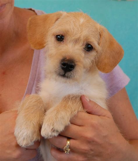 The Brady Bunch Puppies debut for adoption today!