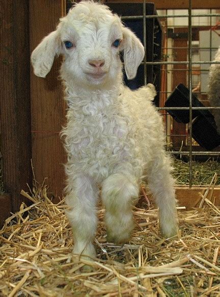 baby angora goat | Tumblr