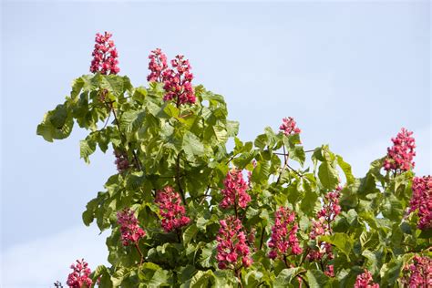 Horse Chestnut Tree Flowers Free Stock Photo - Public Domain Pictures