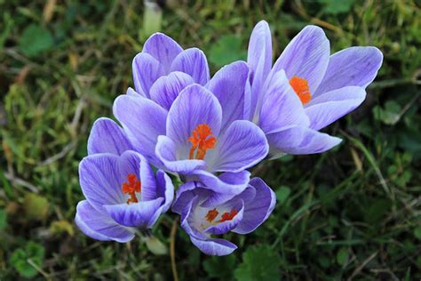 Crocus: Herald of Spring // Missouri Environment and Garden News ...