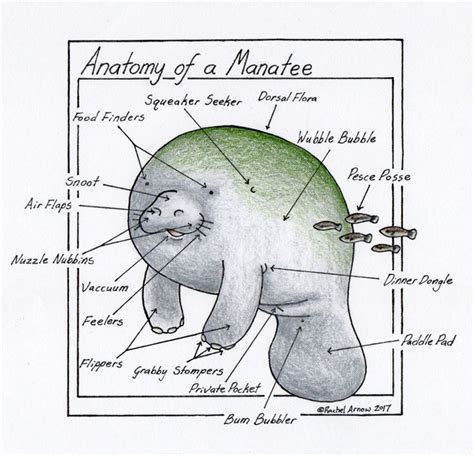 Anatomy of a Manatee | Manatee, Fish anatomy, Ocean creatures