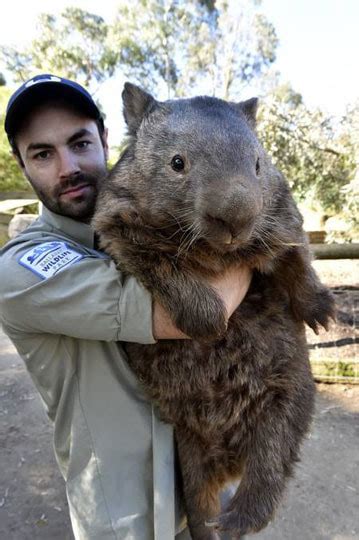 Awesome Animal - Wombat - Stan C. Smith