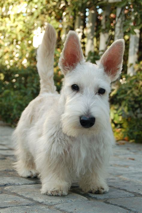 Scottish Terrier Chihuahua Mix White - Pets Lovers