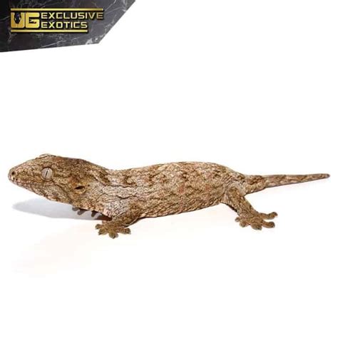 Baby Leachianus Geckos For Sale - Underground Reptiles