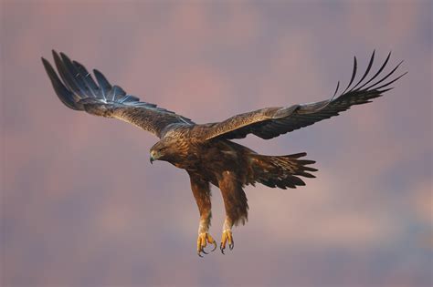 Golden Eagle (5e Creature) - D&D Wiki