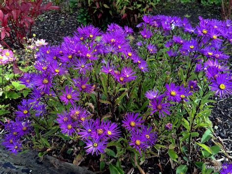 Aster amellus 'Violet Queen' | Hardy plants, Purple garden, Perennials