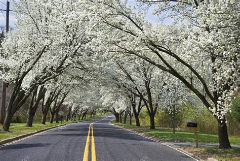 Photo: spring road | Spring Road — Stock Photo © andykazie #12335671