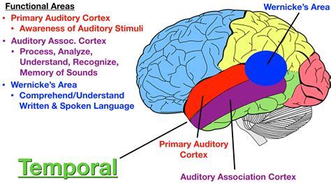 Wernicke's Area, Jumma Mubarik, Occipital Lobe, Cerebral Cortex ...