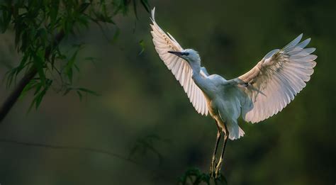 Thung Nham Bird Garden - Highlights & best visiting times