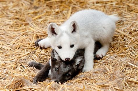 arctic fox babies! :) | Thoughts Quotes & Funny Stuff | Pinterest