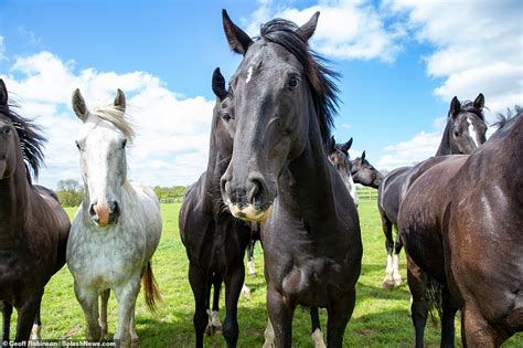 200 horses from the Queen's Household Cavalry swap London for ...