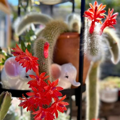 The Bewitching Monkey Tail Cactus: Nature's Hairy Wonder | Succulent Alley