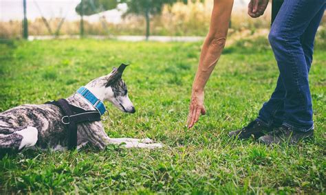 Basic Dog Obedience Training: How To Start