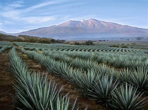 The History of Tequila for National Tequila Day