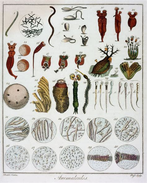 Animalcules observed by Anton van Leeuwenhoek, c1795 posters & prints ...