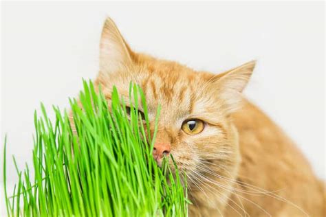 The 25 Best Cat Grass - Cat Life Daily