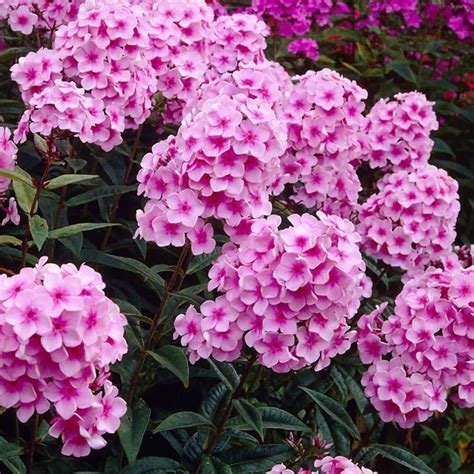 Syysleimu Miss Pepper - Viherpeukalot Phlox Flowers, Pink Perennials ...