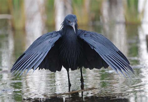 Black Heron – Profile | Traits | Facts | Diet | Habitat | Breeding ...