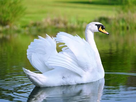 Can Swans Fly? Exploring Their Flight Abilities | Birdfact