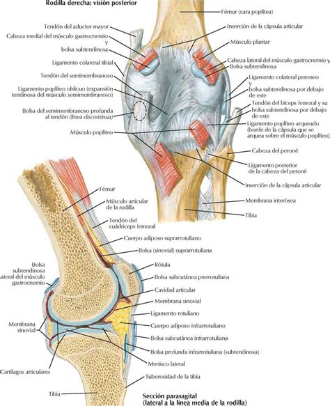 Sintético 96+ Foto Partes De La Rodilla Derecha Humana Lleno