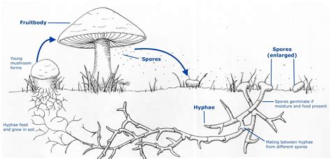 Mushroom Reproduction | How Mushrooms Reproduce Guide