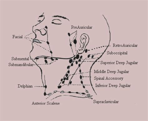 Cervical Lymph Nodes Images