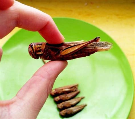 The next trend in food: Edible insects?