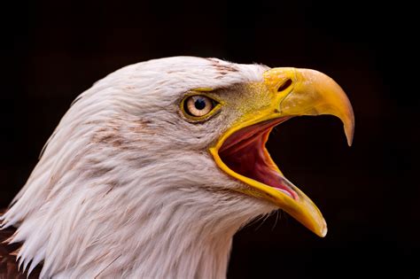 Bald eagle with open beak | Last picture of this series show… | Flickr