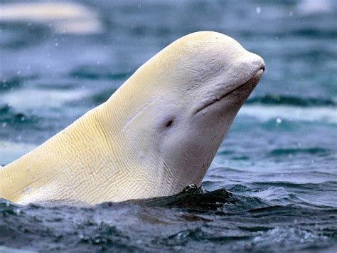 Beluga Whale Images