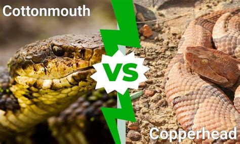 Cottonmouth vs Copperhead: What’s the Difference? - IMP WORLD