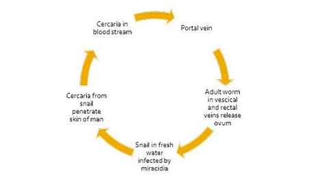 Schistosoma Mansoni Life cycle, Symptoms, Egg Morphology, Treatment and ...