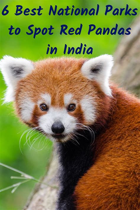 Red Pandas in India - Best National Parks to Spot Them in Wild | Red ...