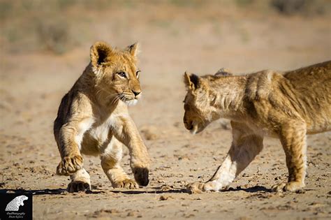 Lions, cubs and dunes – A Kalahari photographic safari - Africa Geographic