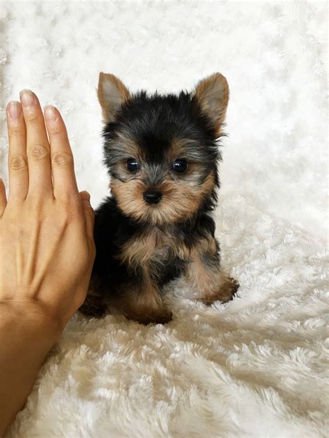 Tiny Teacup Yorkie Puppy for sale! - iHeartTeacups