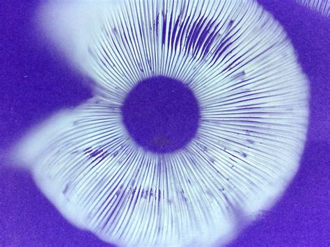 Mushroom Spore Prints : 5 Steps (with Pictures) - Instructables