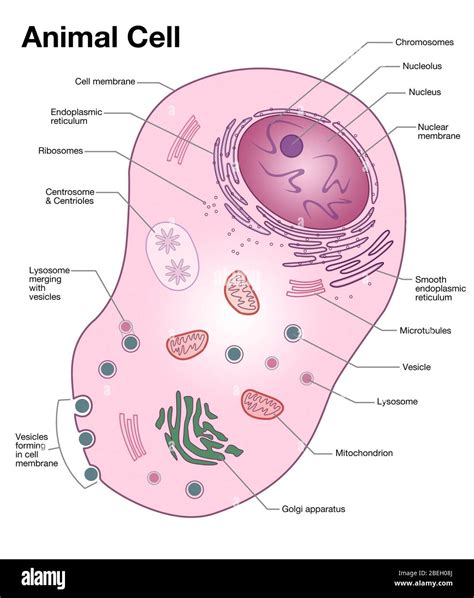 Animal Cell Diagram Stock Photo - Alamy