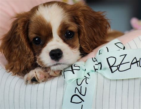 Cavalier King Charles Spaniel Puppies For Sale | Fort Lauderdale, FL ...