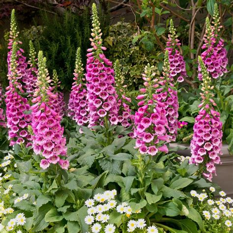 The Basics of Growing Foxglove Plants - Flower Magazine