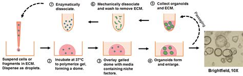 Organoid Culture Guide | ATCC