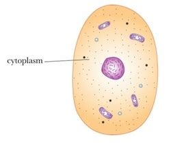 Chloroplasts, Cytoplasm, & Cytoskeleton - Organelles of a Eukaryotic Cell