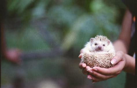 How to Care for a Pet African Pygmy Hedgehog