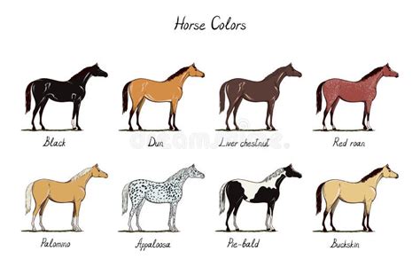 Palomino Color Chart