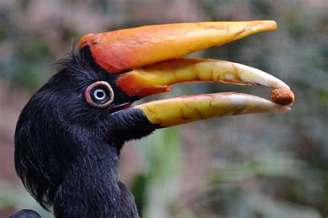 Beautiful Javan Rhinoceros Hornbill at Chester Zoo