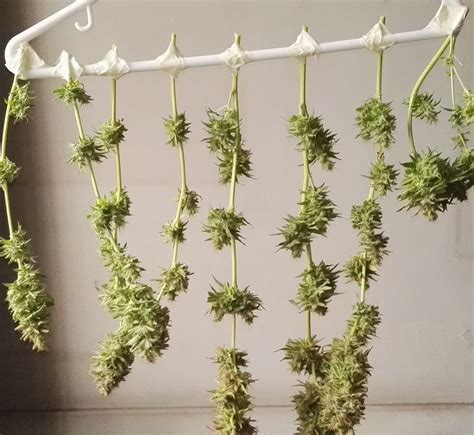 How to harvest Cannabis plants indoors: a guide for beginners