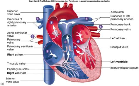 Human Heart-Gross structure and Anatomy - Online Biology Notes