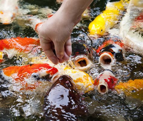 Koi Fish Gallery — Koi Story