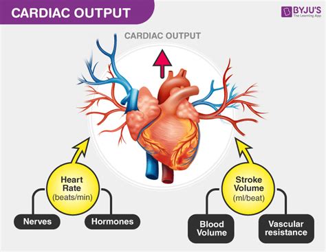 [DIAGRAM] Diagram Of Cardiac Output - MYDIAGRAM.ONLINE