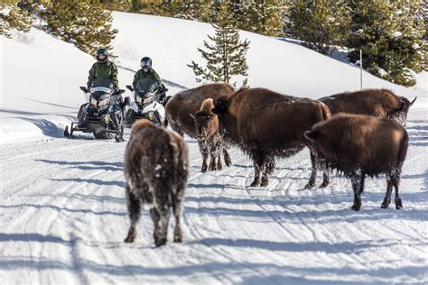 Snowmobiling in Yellowstone National Park 2024-2025 - Rove.me