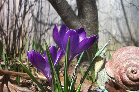 Crocus- my garden | Crocus, Plants, Garden