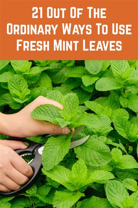 21 Out Of The Ordinary Ways To Use Fresh Mint Leaves in 2020 | Fresh ...